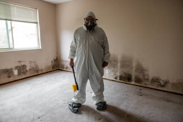 Best Mold Damage Restoration  in Kissimmee, FL